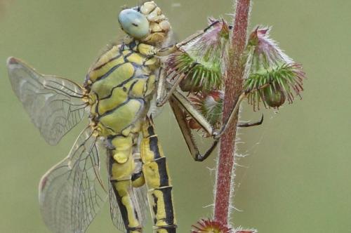 Gomphus pulchellus